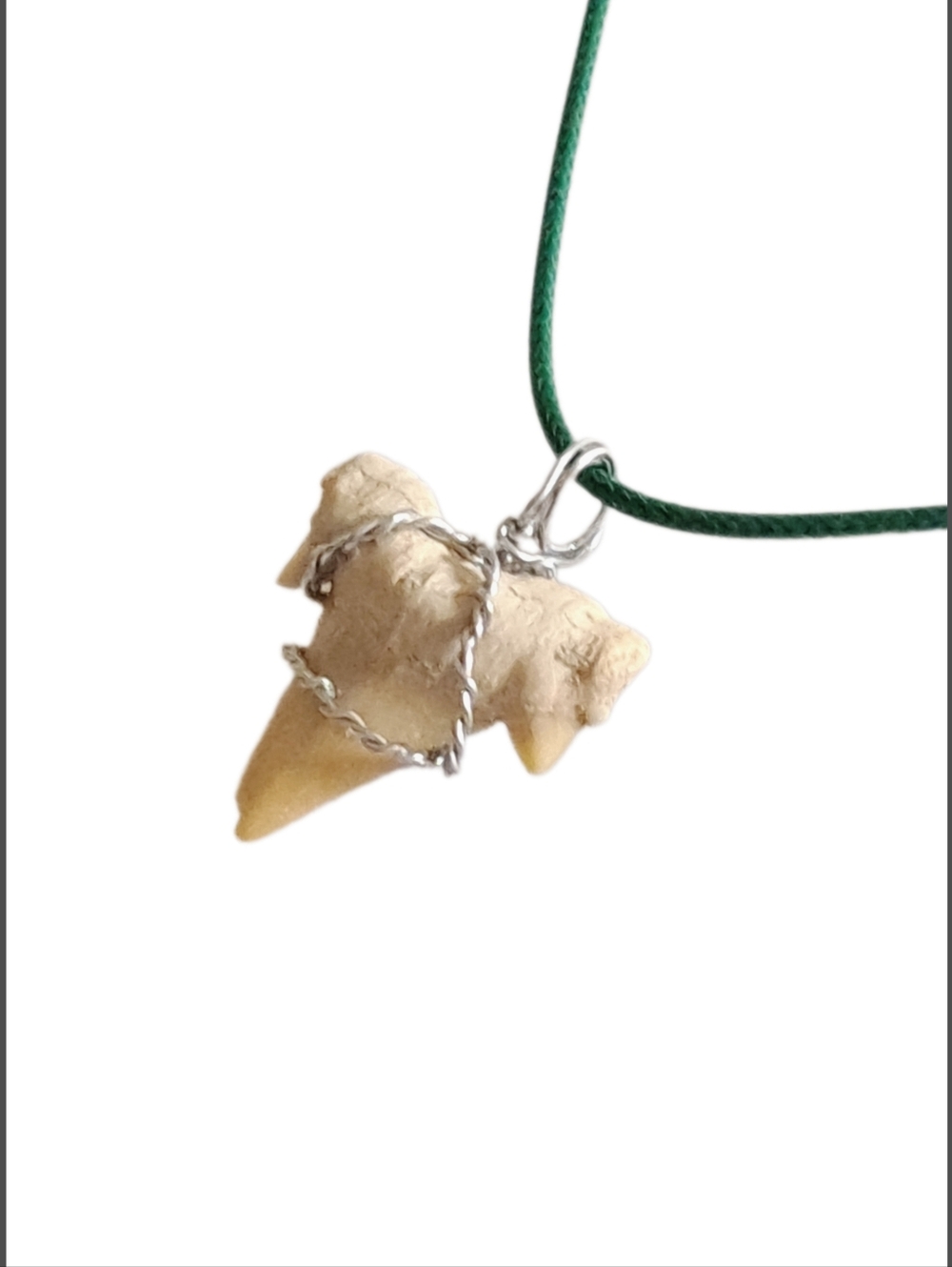 Genuine Fossilized Shark Tooth Pendant with Green Cord Necklace - Picture 4 of 6